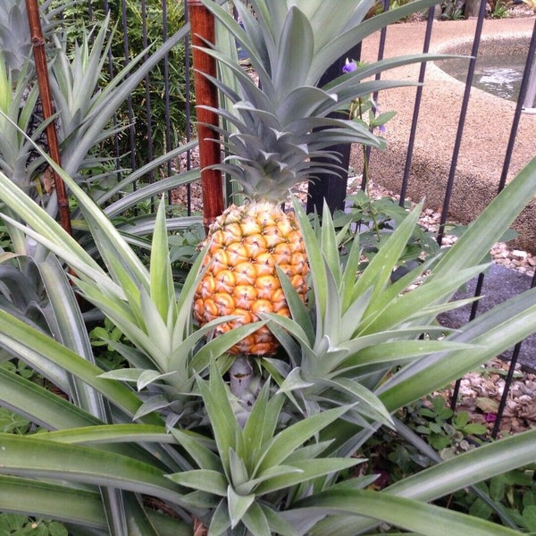White Pineapple - White Hawaiian Pineapple Non-Acidic Super Sweet From Hawaii- Comes in 4" Plant pot