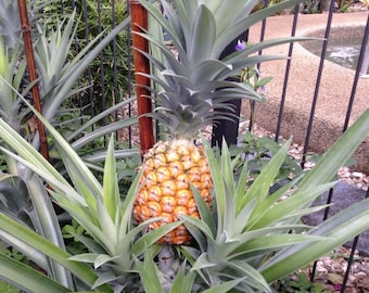 White Pineapple - White Hawaiian Pineapple Non-Acidic Super Sweet From Hawaii- Comes in 4" Plant pot