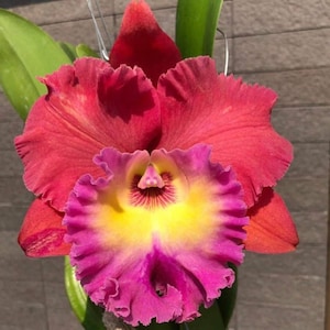 Cattaleya  Rlc Siam Magic 4&quot; Pot