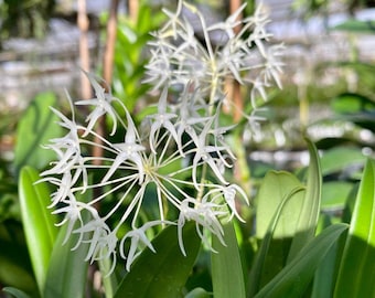 Bulbophyllum Laxiflorum Comes in 2" Pot