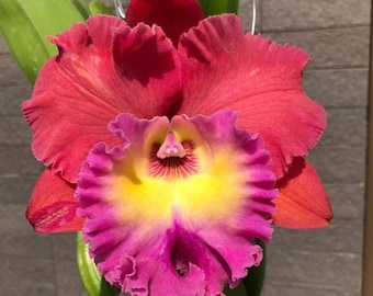 Rlc Siam Magic Cattaleya 2" Pot