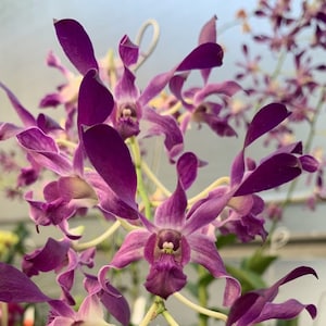 Dendrobium Somkiat Blue 4" Pot Plants from Hawaii