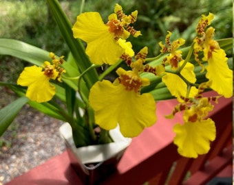 Orchid Dancing lady Oncidium Plant Live Orchid Yellow Flowers From Hawai'i | Oncidium Gower Ramsey | Blooming Size | Hawaii Free Shipping