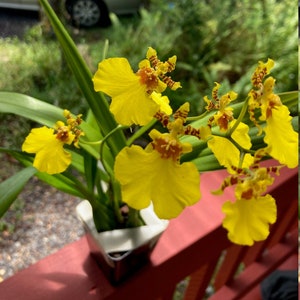 May include: A yellow orchid with brown markings in a white ceramic pot. The orchid is in focus, while the background is blurred.