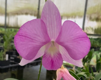 Dendrobium Candy Stripe Comes in 4" Pot