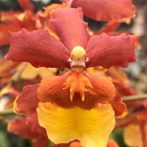 Orchid Odontocidium Sunny Daze ‘Hilo Bay’ Live Plants from Hawaii