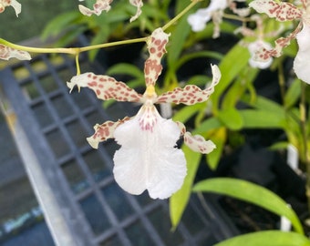 Oncidium Speckled Spire 'Whisp' Wonderful Fragrance 4" Pots