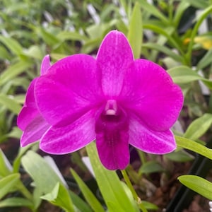 Dendrobium Compactum comes in 4&quot; Pot from Hawaii