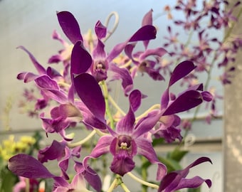 Brs Aunty Diana Aki Malika Orchid Plant Bare Root - Etsy