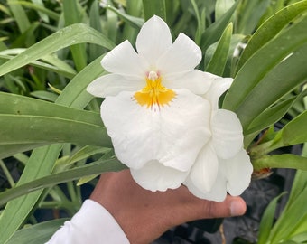 Miltoniopsis Golden Snows ‘White Light’ Comes in 4" Pot