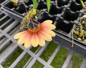 Bulb. Daisy Chain ( Makoyanum x Cumingii ) 2"