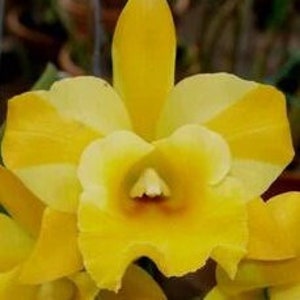 Cattleya Alliance "Rlc. Haadyai Delight X Lc. Loog Tone x Rlc Thongsupan"