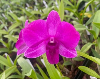 Dendrobium Compactum comes in 4" Pot from Hawaii