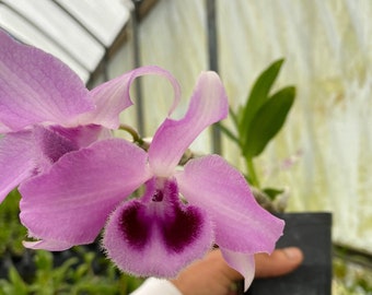 Dendrobium Honohono Fragrant orchid live plant From Hawaii blooming size