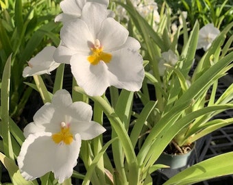 Orchid Miltoniopsis Pacific Clouds Fragrant Live Plant From Hawaii