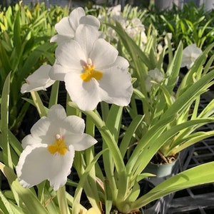 Orchid Miltoniopsis Pacific Clouds Fragrant Live Plant From Hawaii