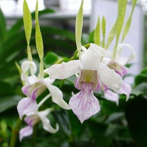 Orchid Dendrobium Antennatum live plants Antelope New Guinea Spikes Fragrant Scent From Hawaii image 1