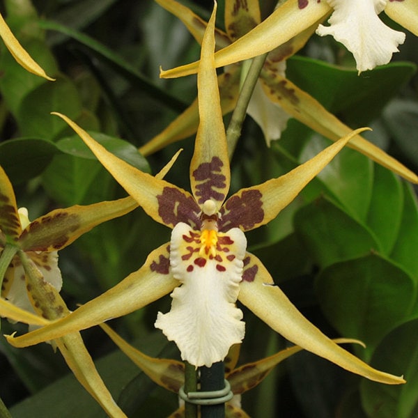 Orchid Maclellanara Yellow Star ‘Golden Gambol’ Tropical Live Plants from Hawaii
