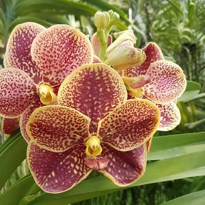 Ascocenda Kultana Orose x Thai Ruby – Compact Vanda Orchid Hybrid – Rare Vibrant Orchid – Live Orchid Plant – Hawai‘i Grown Exotic Orchid