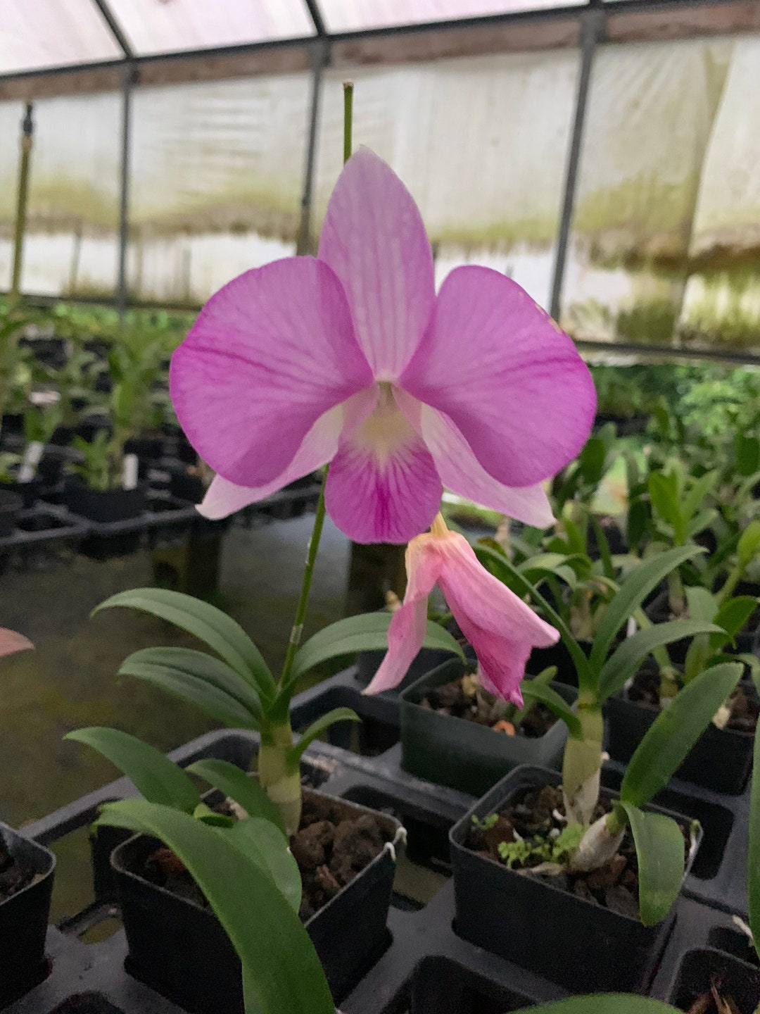 Dendrobium Candy Stripe Comes in 4" Pot - Etsy