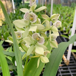 Orchid Encyclia Radiata Fragrant Plant Comes in 4&quot; Pot From Hawaii