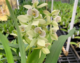 Orchid Encyclia Radiata Fragrant Plant Comes in 4" Pot From Hawaii