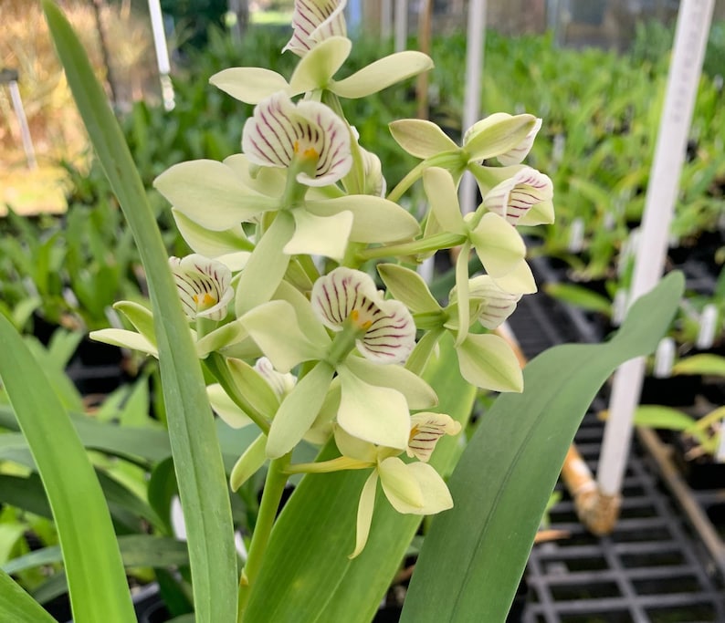 Orchid Encyclia Radiata Fragrant Plant - Thumbnail 2