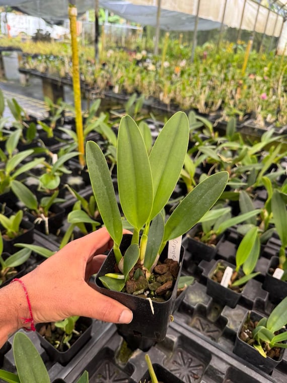 RSTK Mark オーストリア アンフォラ シェイプリリーフ ゴールド　花瓶 Rlc. Orange Diamond 'throat of Gold' Comes in 4
