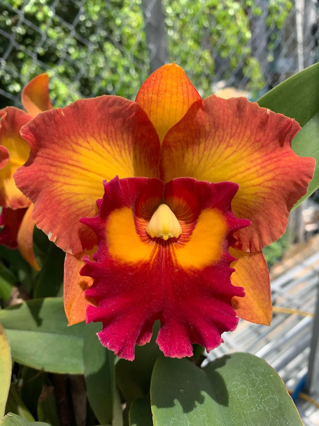 ゼクシィ掲載flua 2way Milky orchid 🌺 Phalaenopsis Chang Jhih Lady I love this phal. The