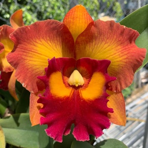 Cattleya Orchid Rlc Nakornchaisri Delight 4&quot; Pot