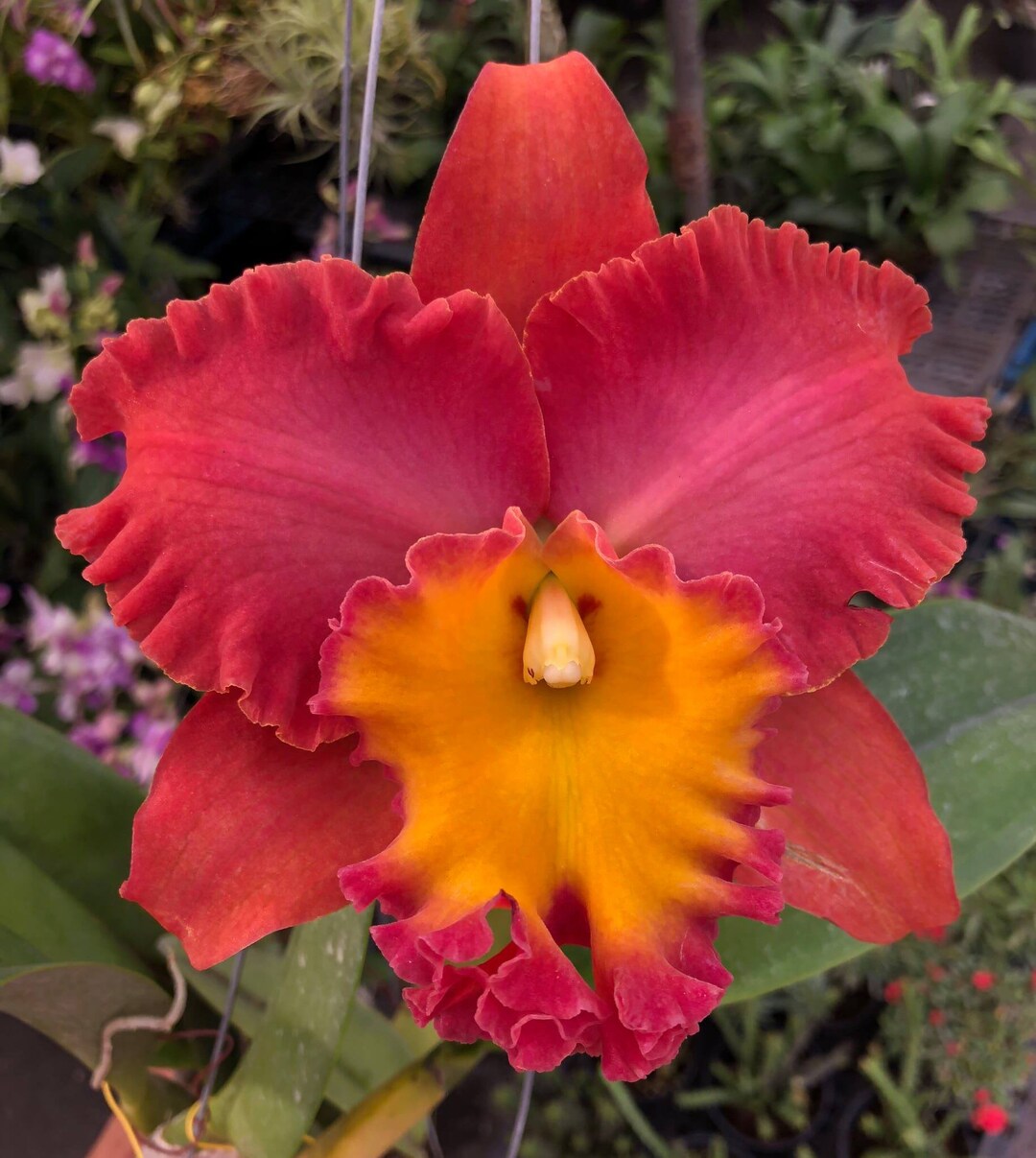 RSTK Mark オーストリア アンフォラ シェイプリリーフ ゴールド　花瓶 Rlc. Orange Diamond 'throat of Gold' Comes in 4