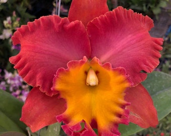 Rlc. Orange Diamond ‘Throat of Gold’ Comes in 2" Pot