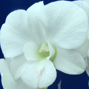 Dendrobium Full Moon 'White' Come in 3 Pot image 1