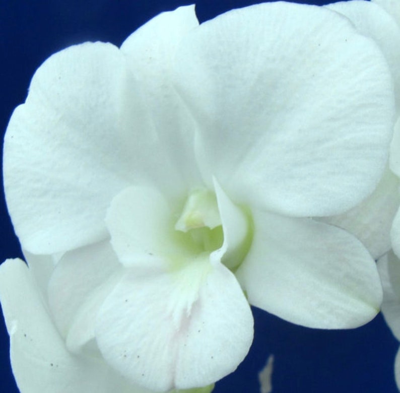 Dendrobium Full Moon 'White' Come in 3 Pot image 1