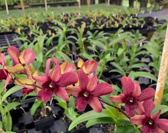 Dendrobium Burana 'Emerald' Comes in 4" Pot