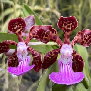 Paksorn Fragrance Orchid – Rare Papilionanda (V. merrillii x V. batrum) – Live Orchid Plant – Indoor Flowering Orchid – Hawai‘i Grown