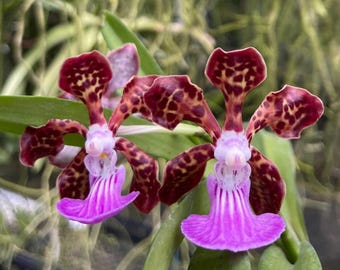 Paksorn Fragrance Orchid – Rare Papilionanda (V. merrillii x V. batrum) – Live Orchid Plant – Indoor Flowering Orchid – Hawai‘i Grown