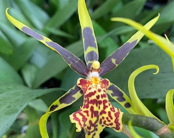 Brassocidostele Gilded Tower ‘Mystic Maze’ – Spider Orchid Hybrid – Bold, Exotic Blooms – Hawai‘i Grown