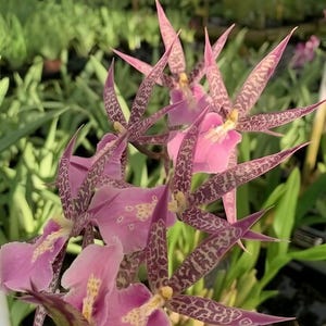 Orchid Miltassia Fitch ‘Izumi’ Live Plant From Hawaii | Comes in a 4&quot; Pot