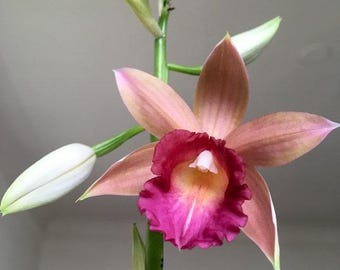 Phaius Ramona Harris 'Looking At You' 4" Pot Orchid