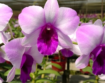 Dendrobium Ocean Blue Comes in 4" Pot Beautiful Plants From Hawaii