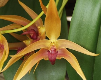 Rare Bulbophyllum Frank Smith Comes in 4" Pot