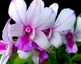 Dendrobium Popeye 4" Pot Orchids from Hawaii