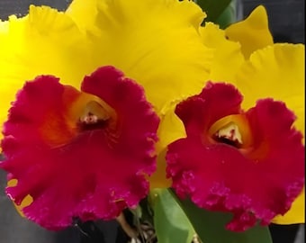 Cattleya Rlc Thongsuphan Gold x Rlc Suvarnabhumi Magic Comes in 4" Pot