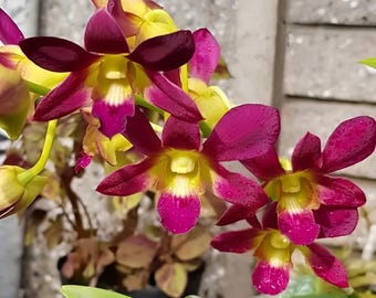 Dendrobium Morning Sun Comes in 4" Pot