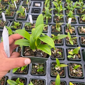 Dendrobium Full Moon 'White' Come in 3 Pot image 2