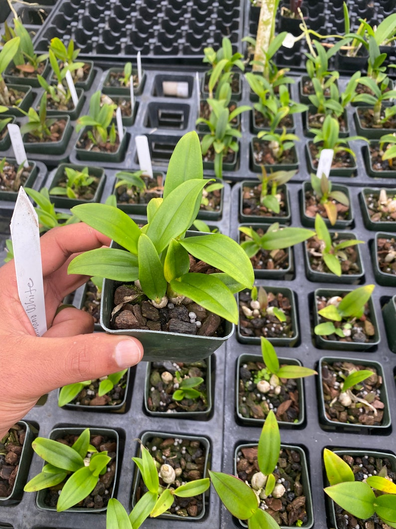 Dendrobium Full Moon 'White' Come in 3 Pot image 2