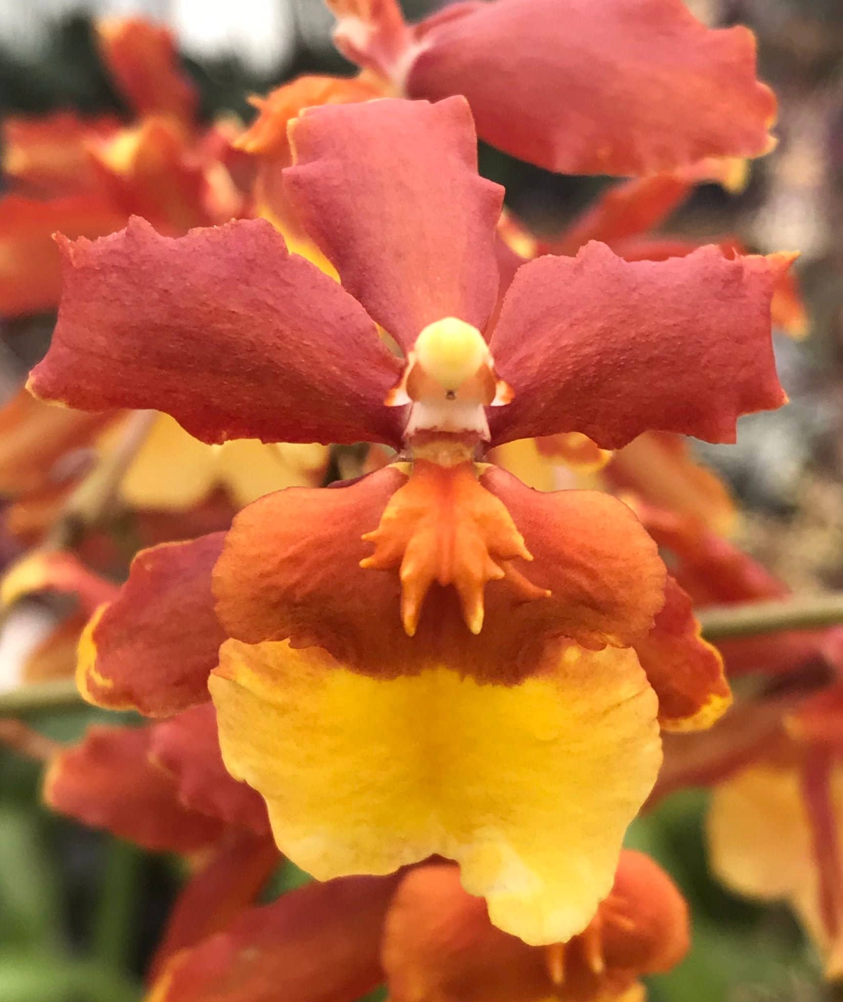 Orchid Odontocidium Sunny Daze 'hilo Bay' Live Plants From Hawaii