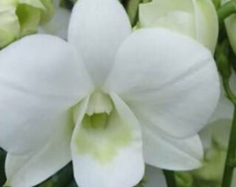 Dendrobium Burana White Comes in 4" Pot