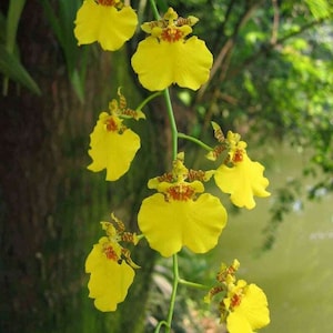 Orchid Dancing lady Oncidium Plant Live Orchid Yellow Flowers From Hawai'i Oncidium Gower Ramsey Blooming Size Hawaii Free Shipping image 2